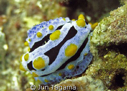 Nice back pattern. Phyllidia varicosa by Jun Tagama 